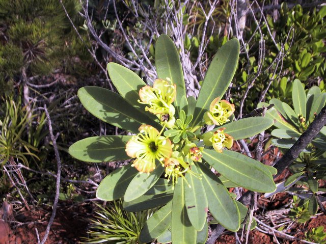 Odd plant