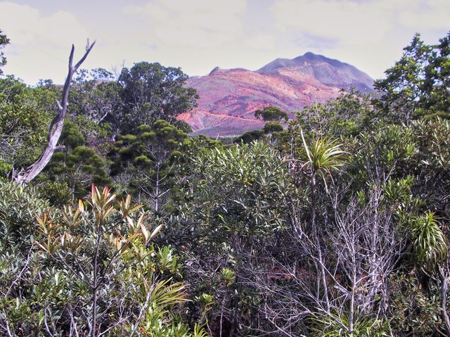 Vegetation