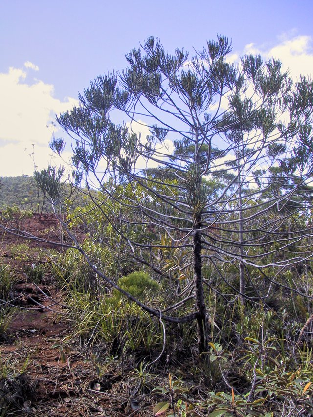 An araucaria