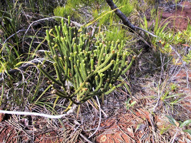 Here's what the needles look like on this strange conifer