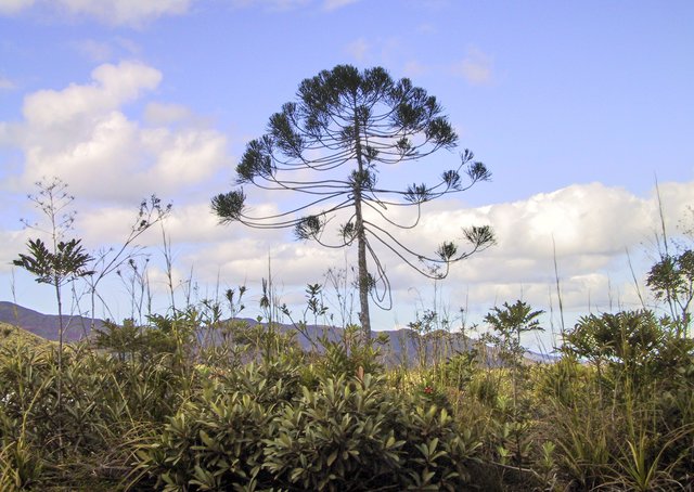 Another araucaria