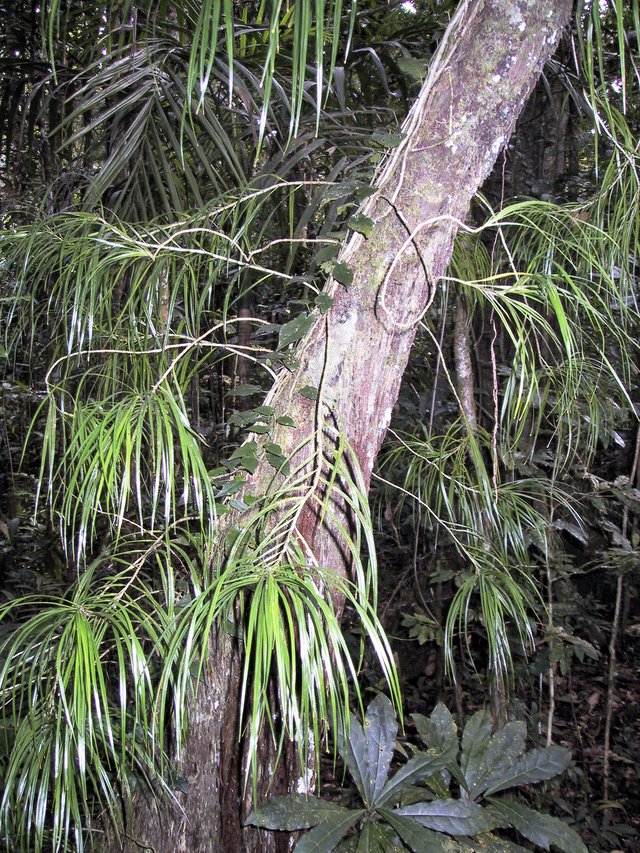 Freycentia gramnifolia