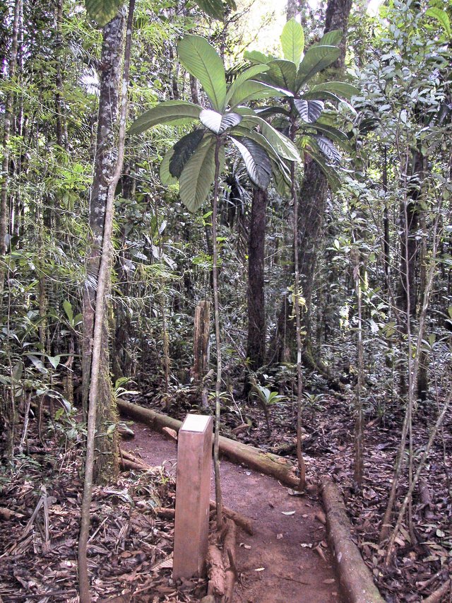 Gran Kaori Nature Walk