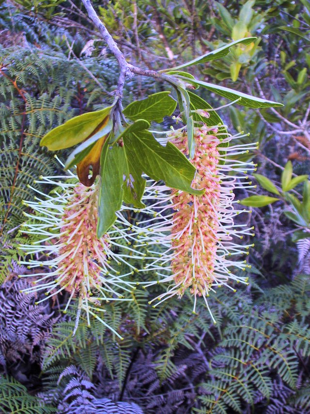 Roadside grevillea