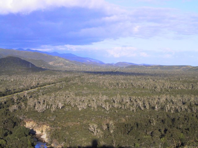 These are all tea tree (Meleleuca quinquivera)