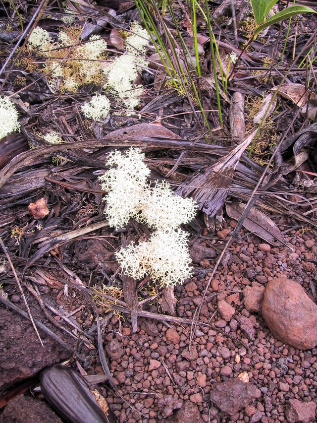 These huge ground lichen were everywhere.  Note the rocks look like iron-nickel ore... because they are!