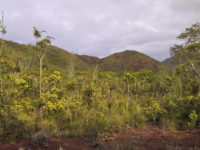 Some grass trees that don't look it.   Other... things.