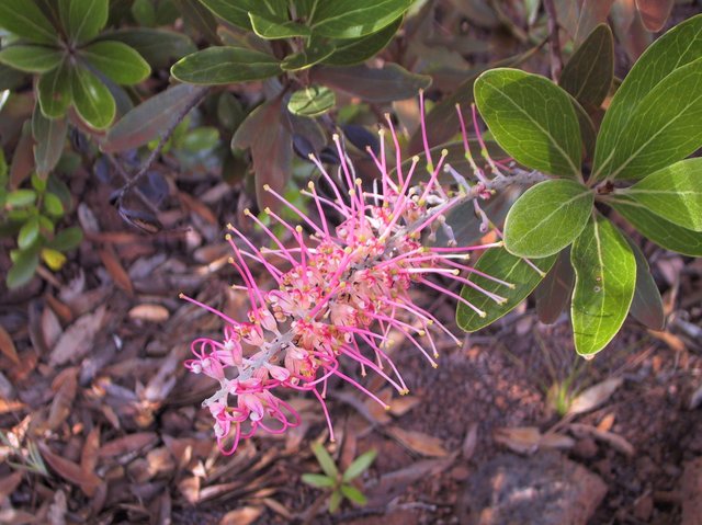 Grevillea