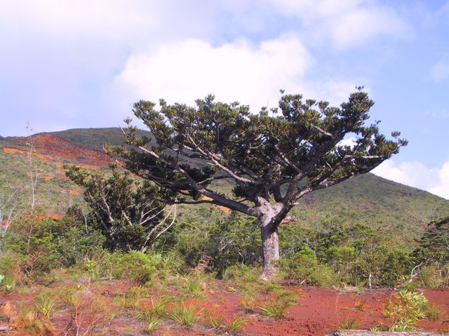 Some form of Kauri