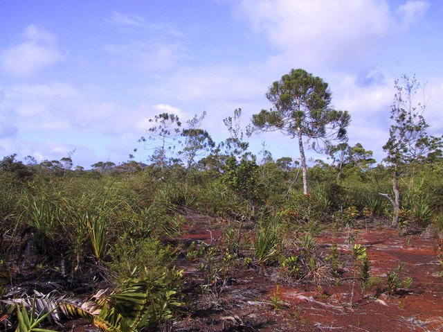 More vegetation