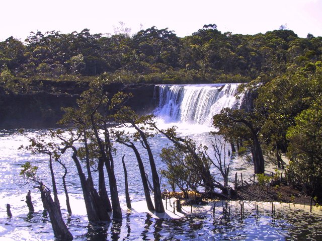 With freshwater mangroves in the foreground.