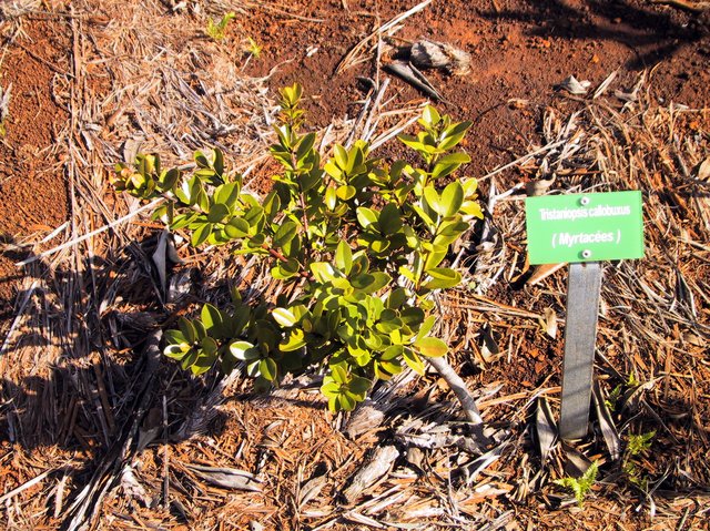 Tristaniopsis callobuxus, apparently