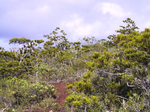 More araucaria