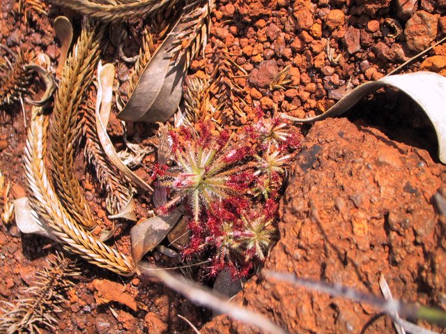 Sundews