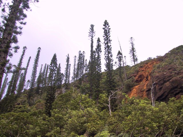 Araucaria.