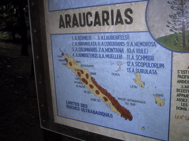 Lots of different araucaria species on the island