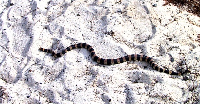 Sea snake