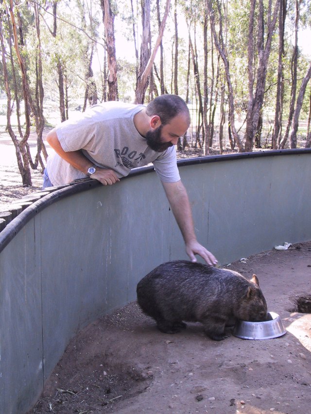 Chris pets the wombat at the Western Plains Zoo in Dubbo.