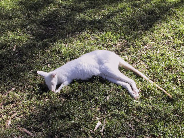 Albino kangaroo