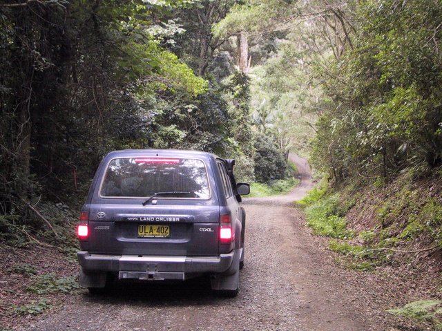 On the way to Blackbutt Overlook, Border Ranges NP, NSW