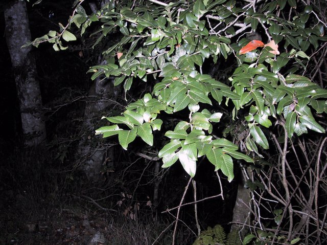 Antarctic Beech Picnic Area