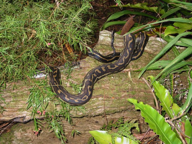 George the carpet python