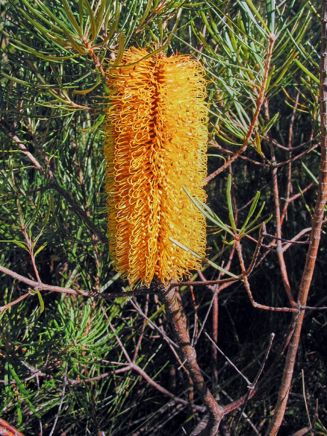 Banksia, Dave's Creek Bushwalk