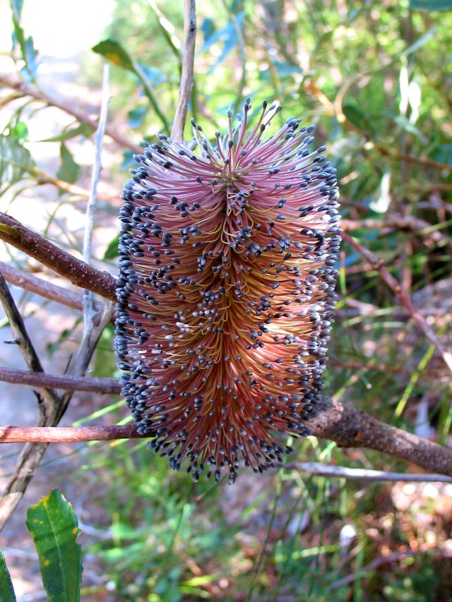 Banksia, Dave's Creek Bushwalk