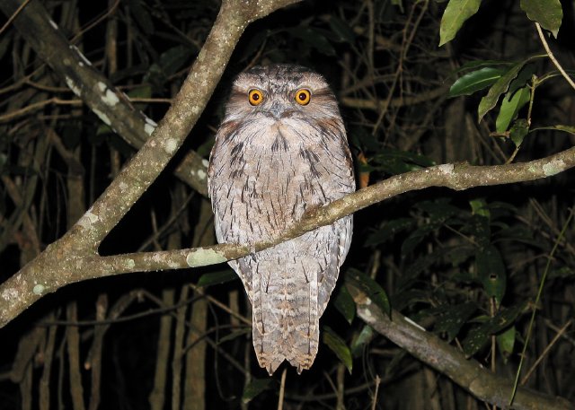 Tawny frogmouth