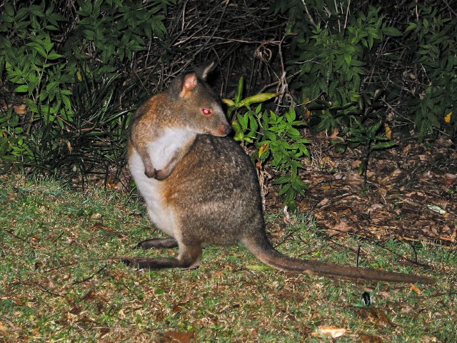 Pademelon