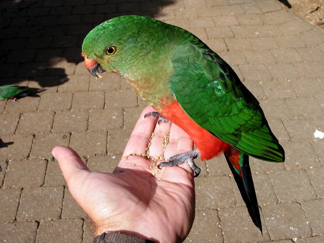 Parrots, O'Reilleys Guesthouse