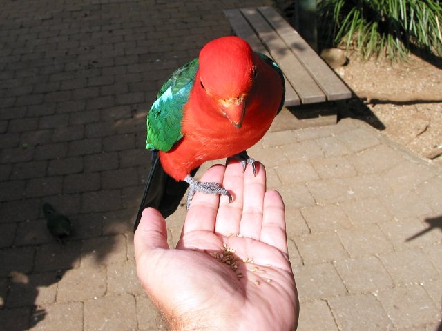 Parrots, O'Reilleys Guesthouse