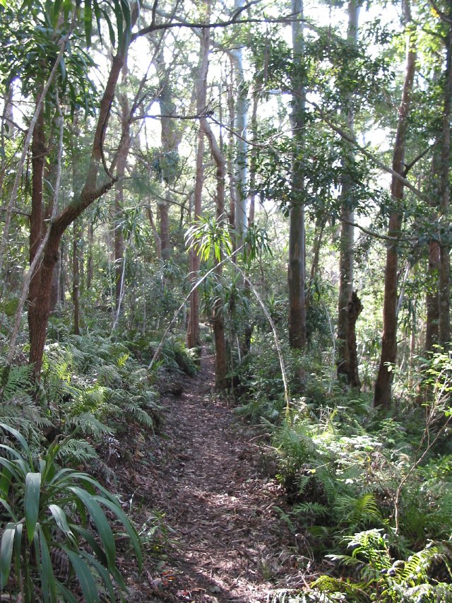 The walking track