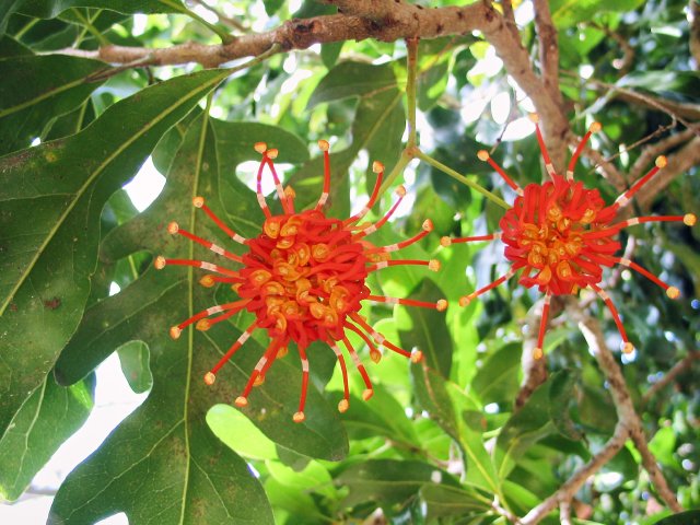 Firewheel Tree