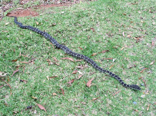 More carpet python