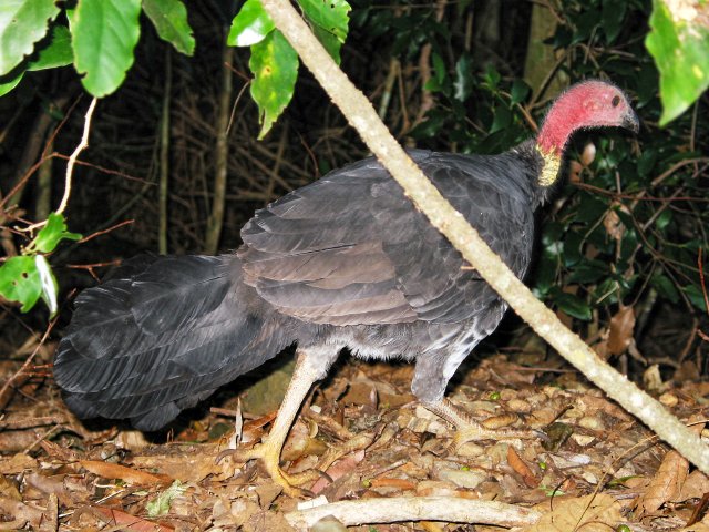 Bush turkey