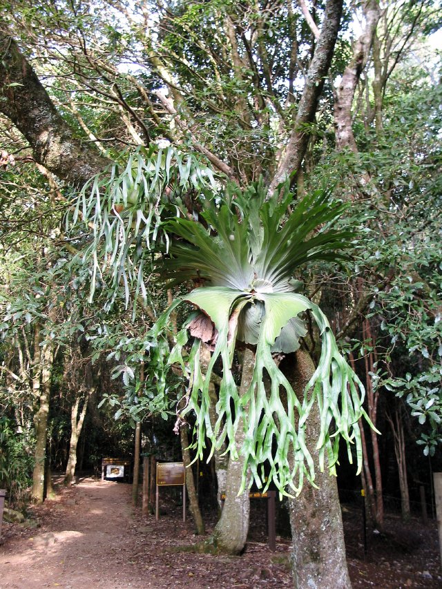 Big old staghorn fern