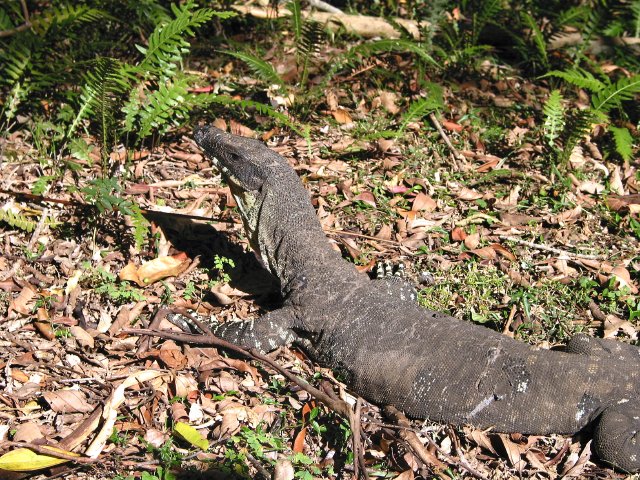 Goanna