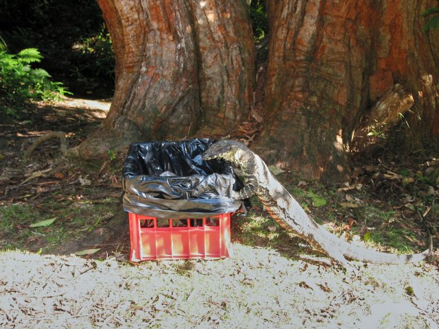 Goanna knows where to dig for garbage treats