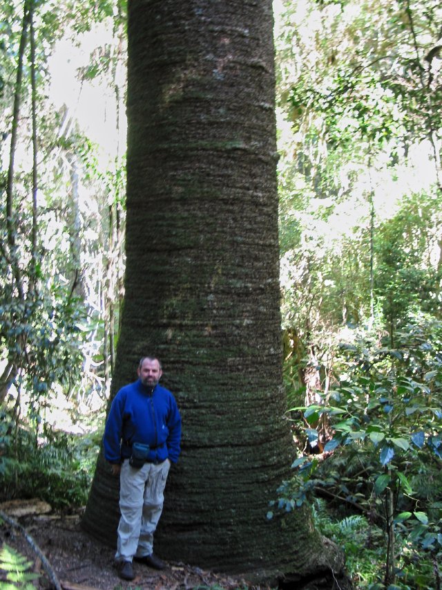 Me at a bunya tree