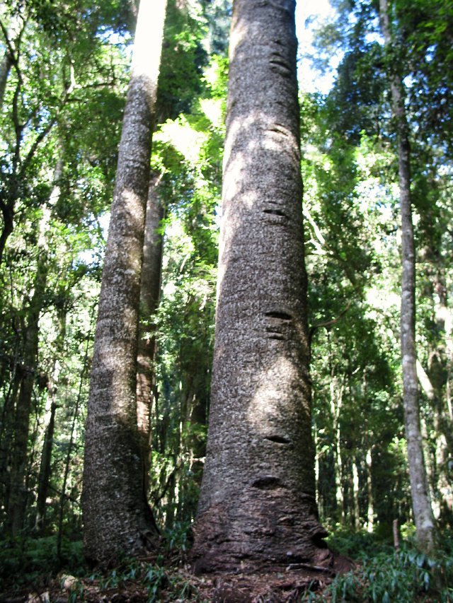 Bunya trees with toeholes