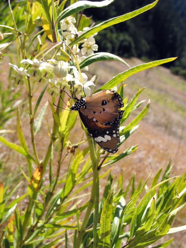 Butterfly on milkweed