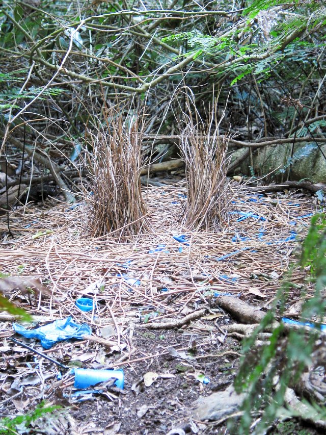 Bowerbird bower, with blue stuff