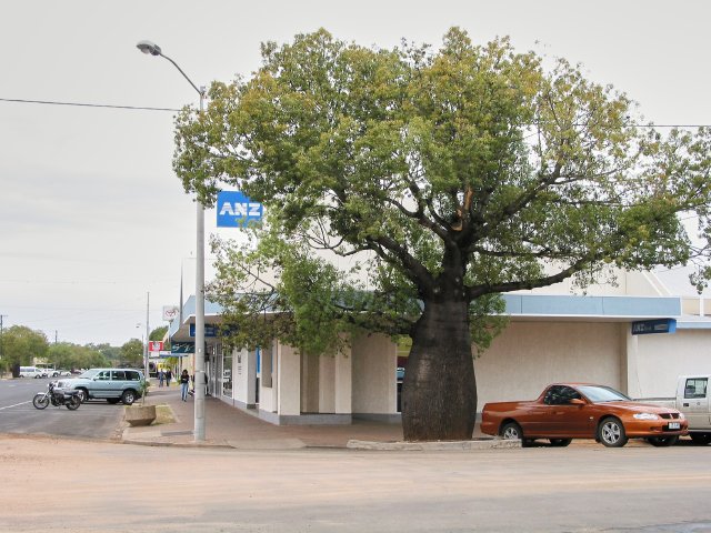 Bottle Tree Ave, Roma, QLD