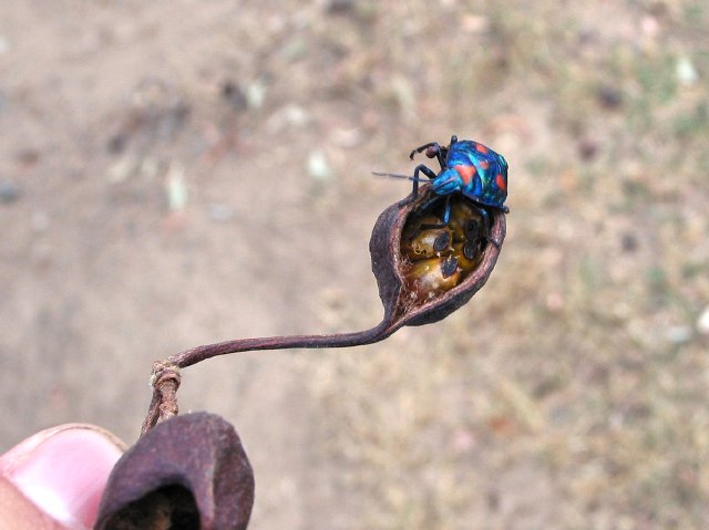 Beetle on bottle tree seedpod