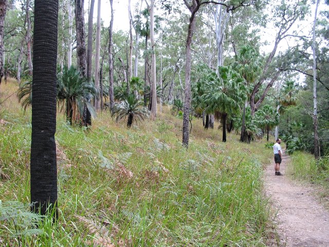 Nature Trail, Carnarvon Gorge NP QLD