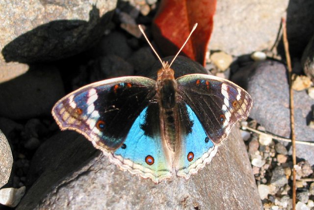 Blue Argus butterfly, Carnarvon Creek