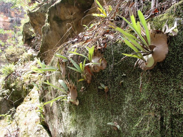 Ferns, Boowinda Creek