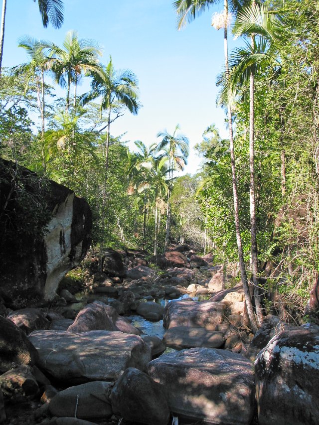 Bangalow Palms