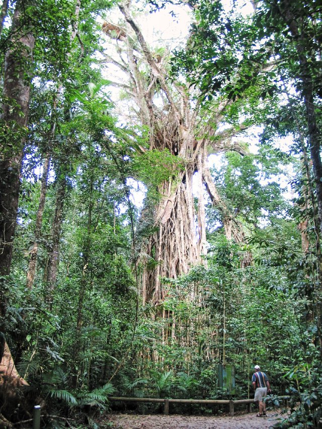 Cathedral Fig